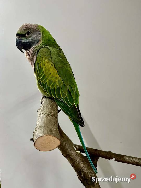 Aleksandretta Chińska 2025 Zebrzydowice