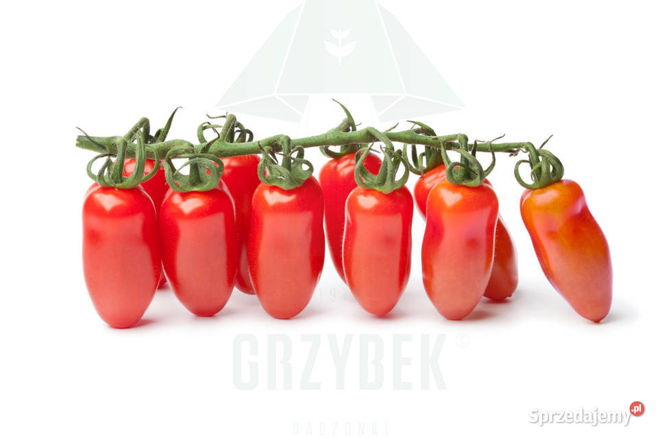 Pomidor San Marzano sadzonka rozsada Jelenia Góra sprzedam
