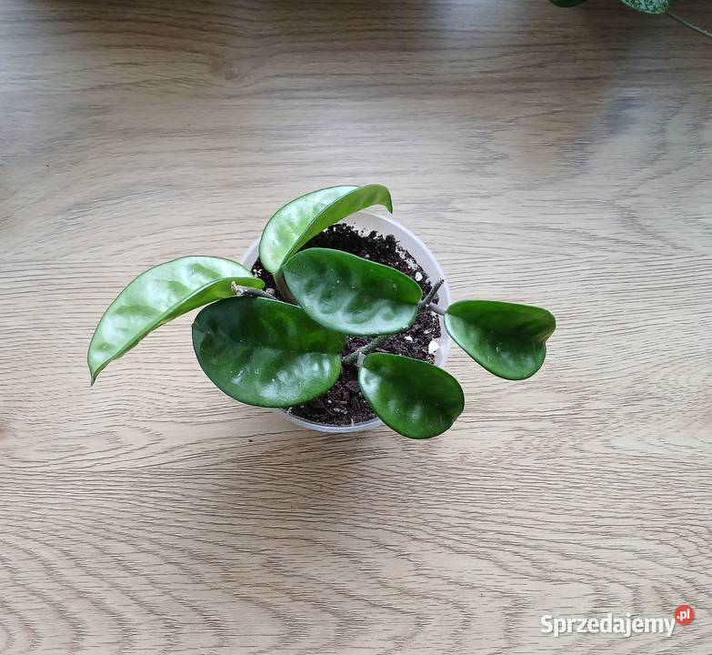 Hoya hoja Krinkle 8 Częstochowa