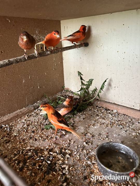 Sprzedam kanarki wielkopolskie