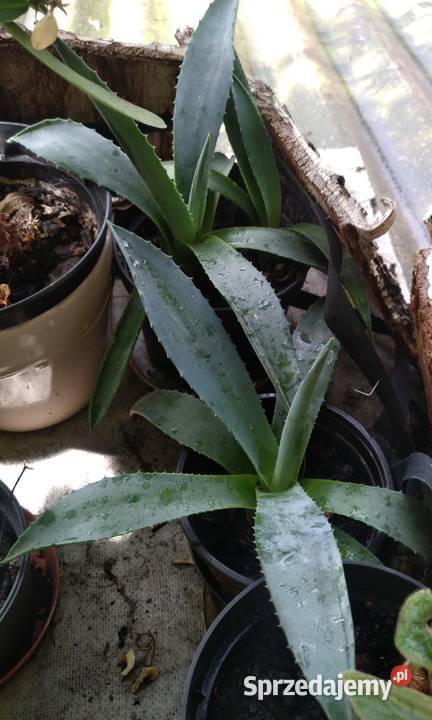 Agawa kaktus x2 duże i mniejsze świetny podkarpackie Przemyśl sprzedam