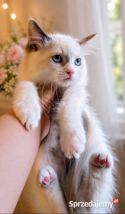 Piękna kotka Ragdoll z rodowodem i wyprawką Ragdoll łódzkie Łódź