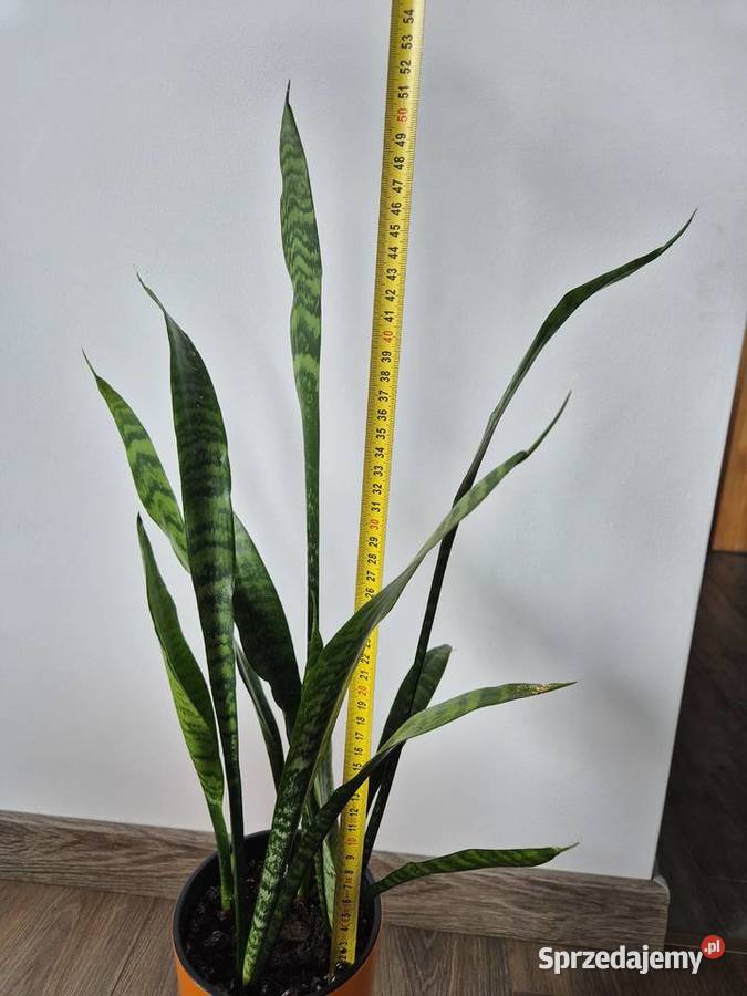 sansevieria wężownica Kaktusy i sukulenty pomorskie Gdańsk