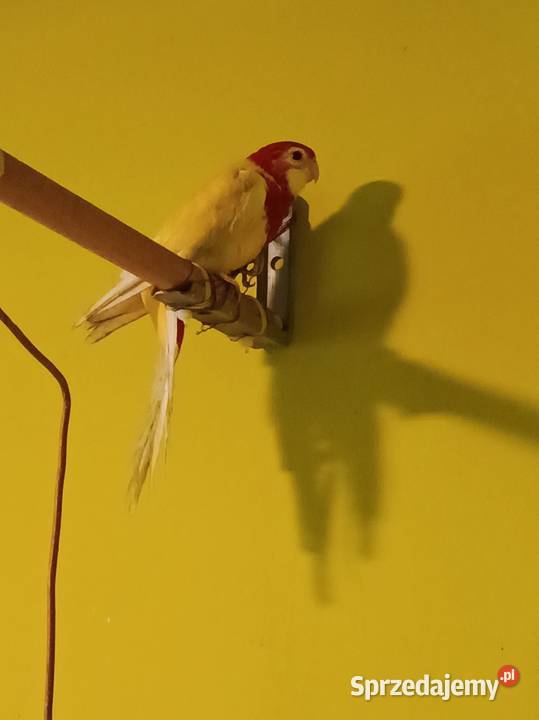 Rozella białolica samica 2024 r Pruszków