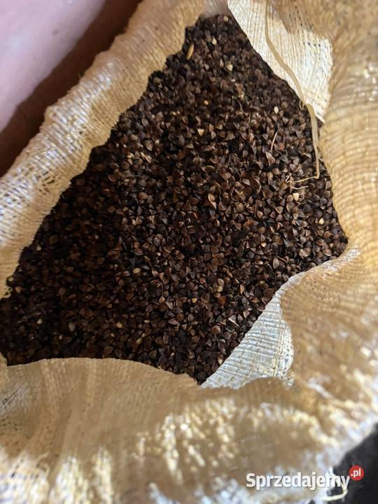 Sprzedam grykę reczkę lubelskie Zamch