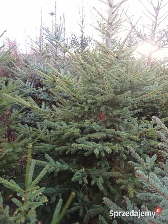 Sprzedam choinki świerk srebny i pospolity Świdnica
