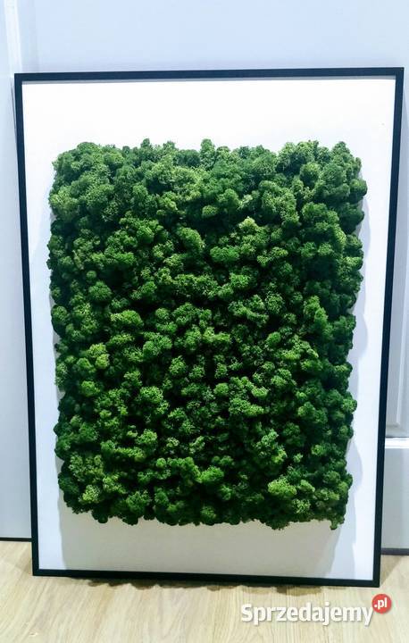 Obrazy z chrobotkiem reniferowym 50x70 w czarnej odcienie zieleni małopolskie Kraków