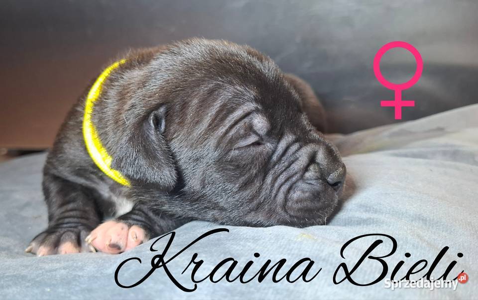 Amstaff American staffordshire terrier merle sprzedam