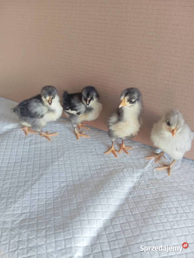 Kurczaki Silverudd Marans Tęczanka Czernichowska lubuskie Stare Kurowo