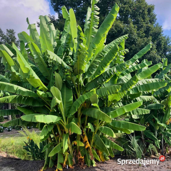 BANANOWIEC BALBISIANA Musa balbisiana NASIONA sprzedam