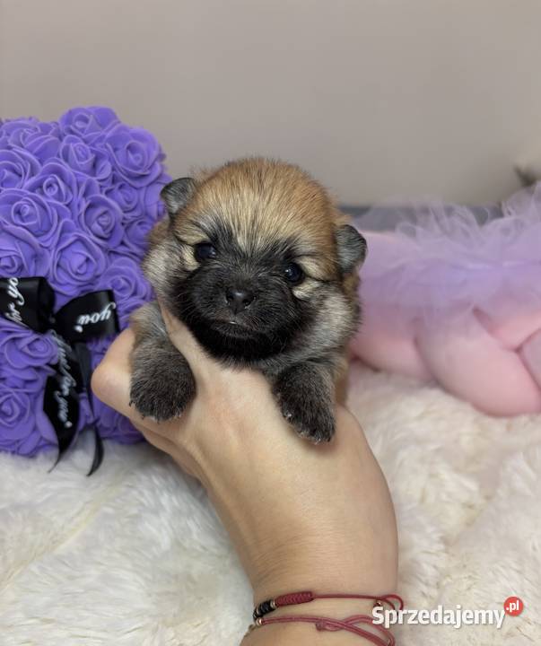 Sunia mini szpic miniaturowy pomeranian Orange Bełchatów