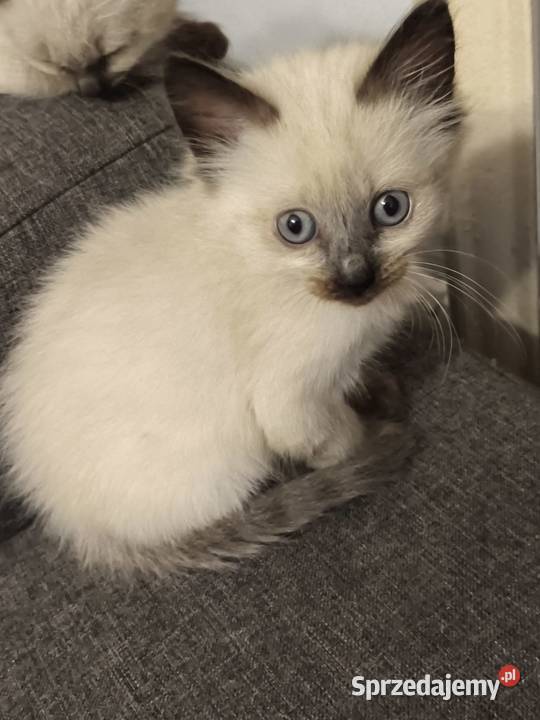 Sprzedam koty syjamskie starego lubuskie Gorzów Wielkopolski