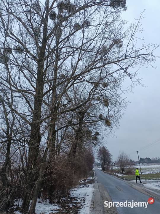 Topola sokora 7 sztuk Cyców