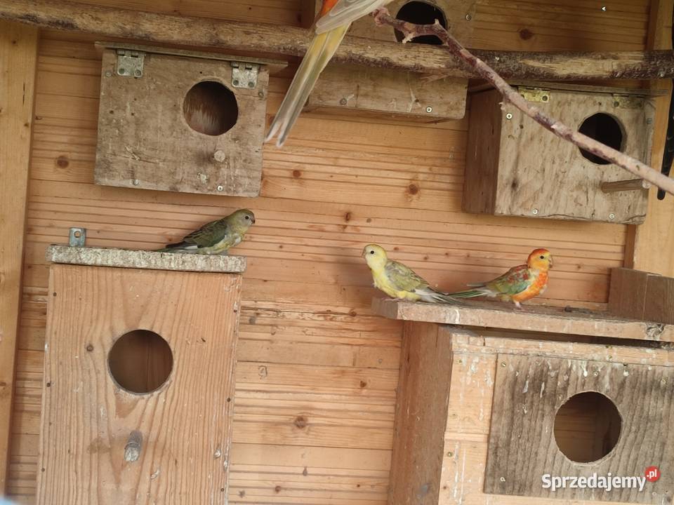Likwidacja amatorska hodowlę papug 10 par pomorskie Darzlubie
