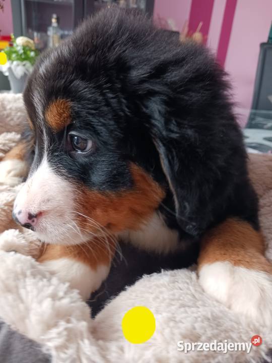 berneński pies pasterski berneńczyk Lublin