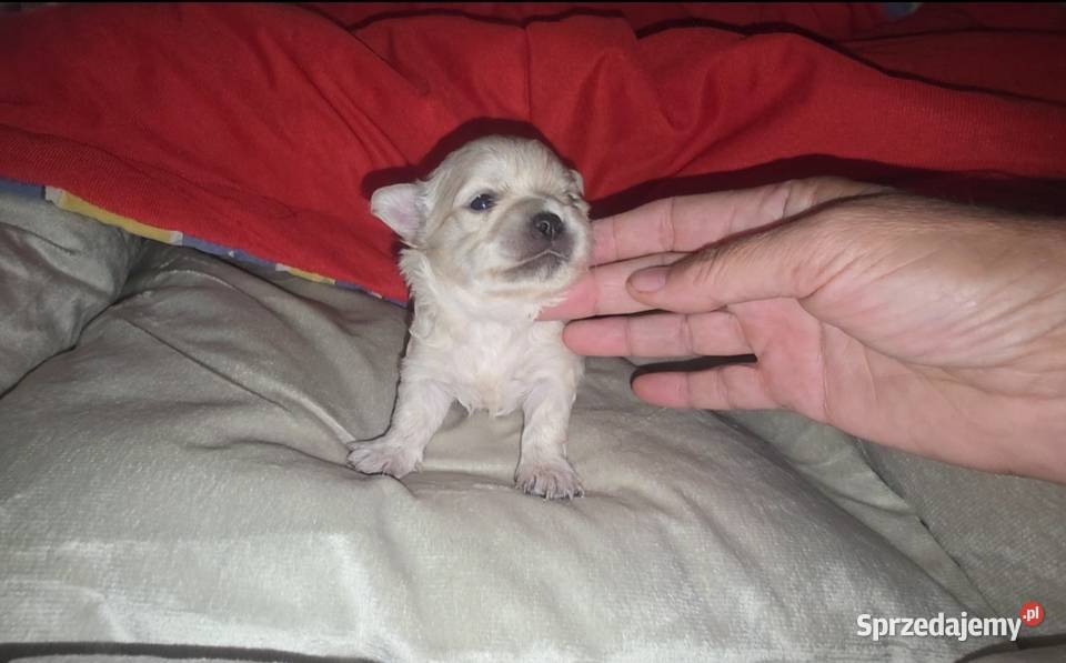 Chihuahua sunia długowłosa FCI Chihuahua sprzedam
