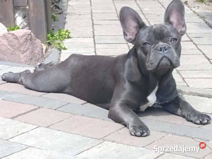 Buldog francuski merle sunia AGA ADA Buldog