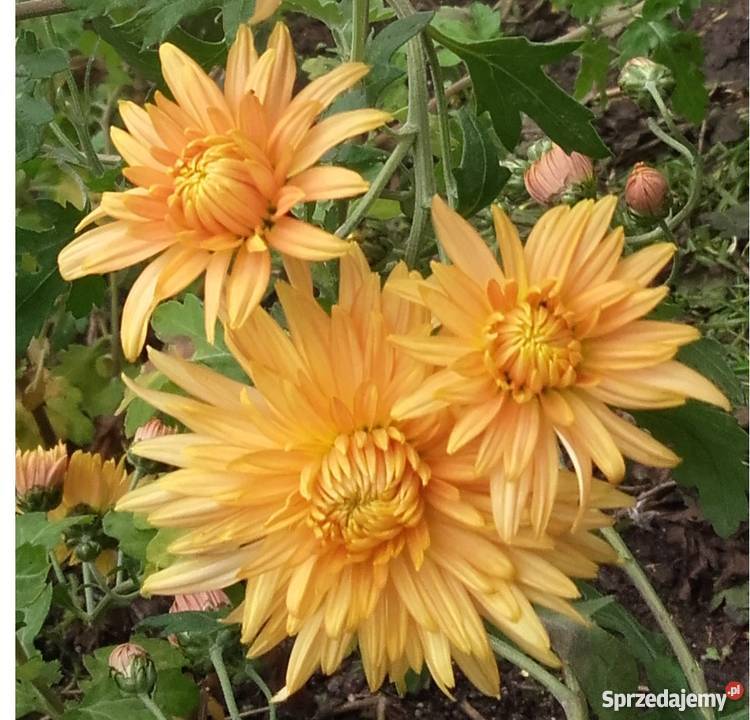 CHRYZANTEMY OGRODOWE ZIMUJĄCE DĄBKI Rośliny