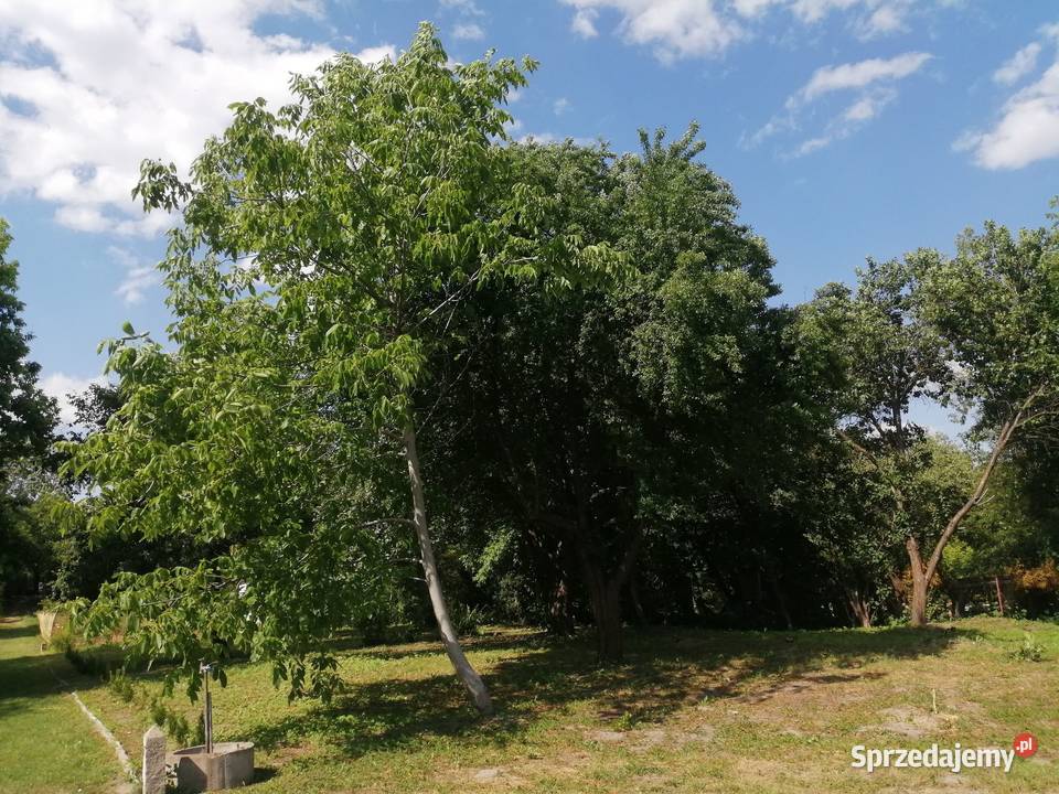 Dwie Działki ROD Mickiewicza 836 m2 lubelskie Lublin