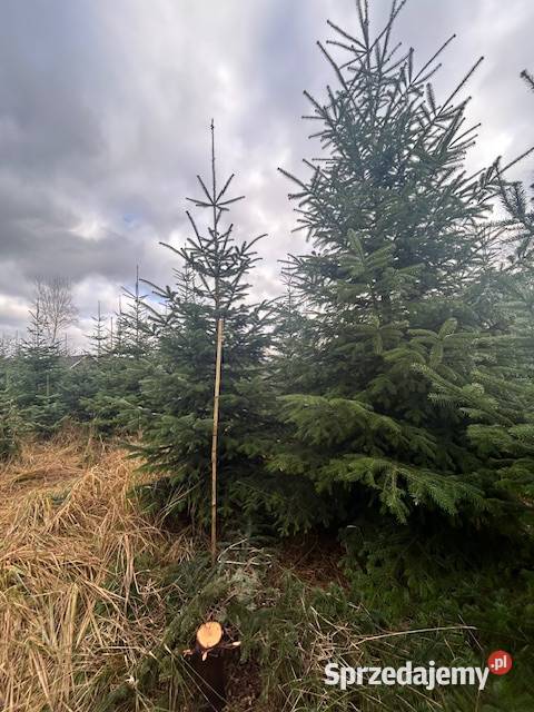 Choinki jodła kaukaska