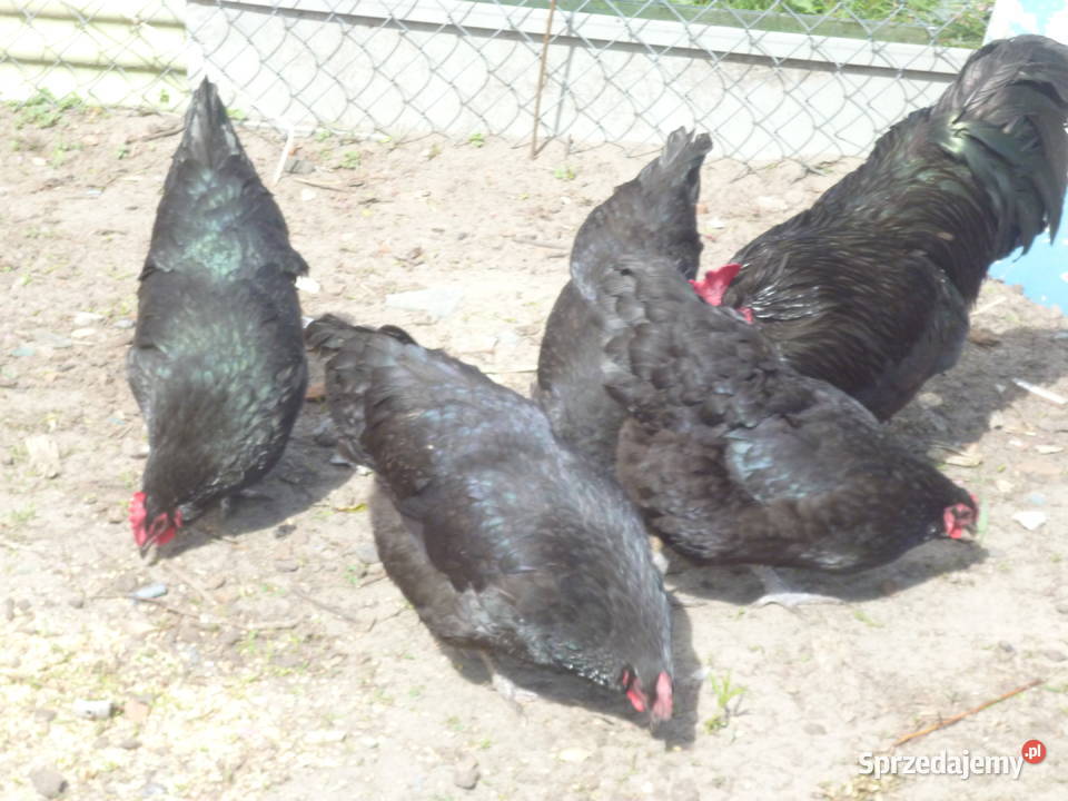 Jaja lęgowe araukan