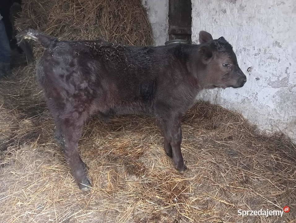 Sprzedam byczka Rzeczyca Księża