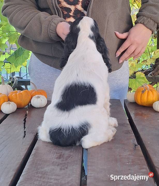 Cocker spaniel angielski Kowal