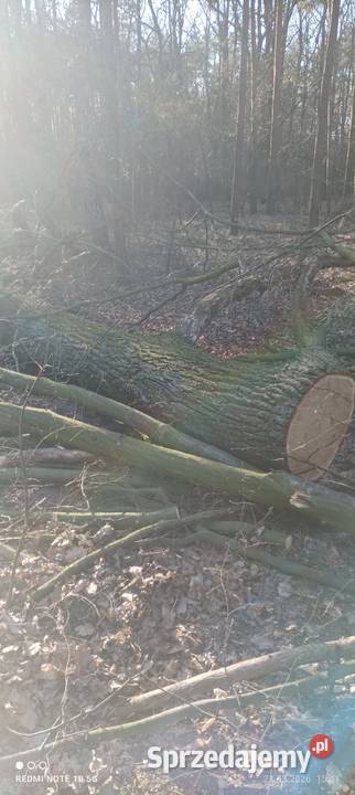 Gałęzie dębowe wycince drzewa dębowego Leśnictwo lubelskie Ryki