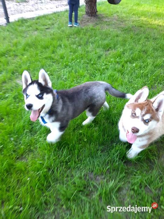 Syberian Husky Lututów sprzedam