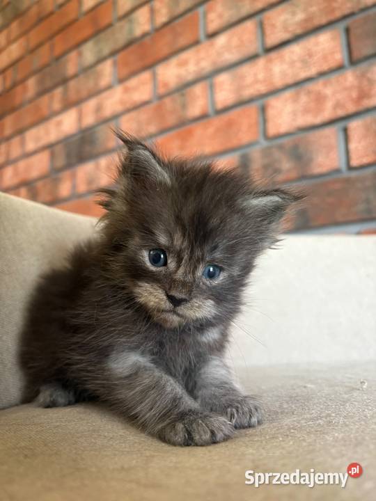 Maine Coon Olaf Szembruk