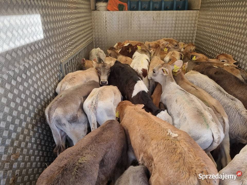 Byczki Jalowki Mięsne Sieradz