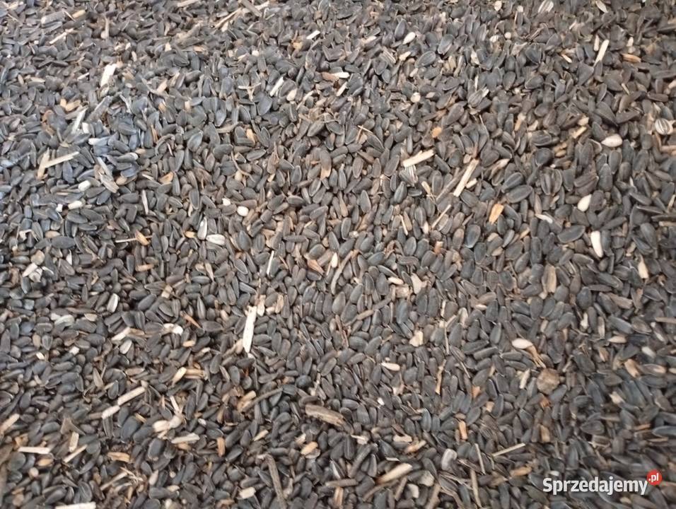 słonecznik ziarno ptaków gołębi czarny Bończa