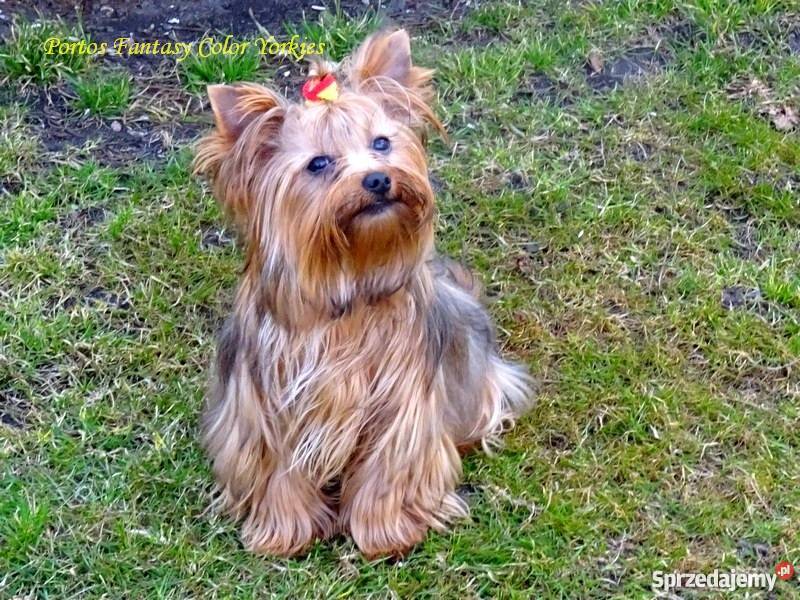 Yorkshire TerrierIdealny piękny Yorczek Krapkowice