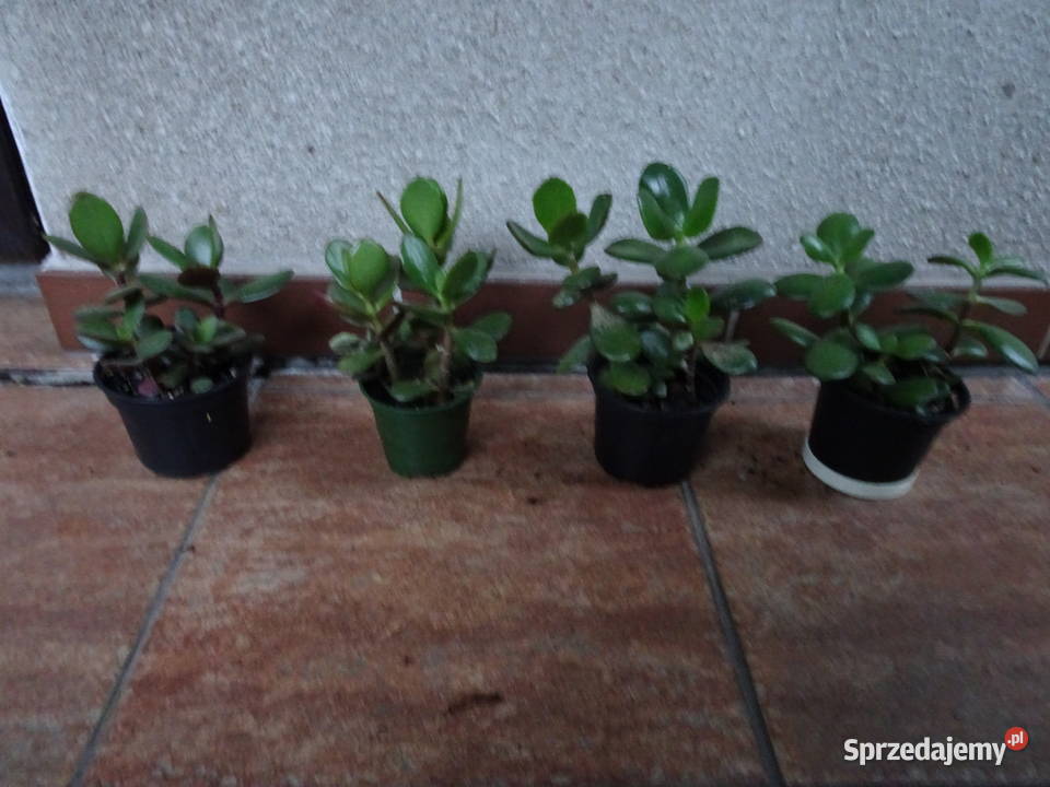 Grubosz crassula drzewko szczęścia Warszawa