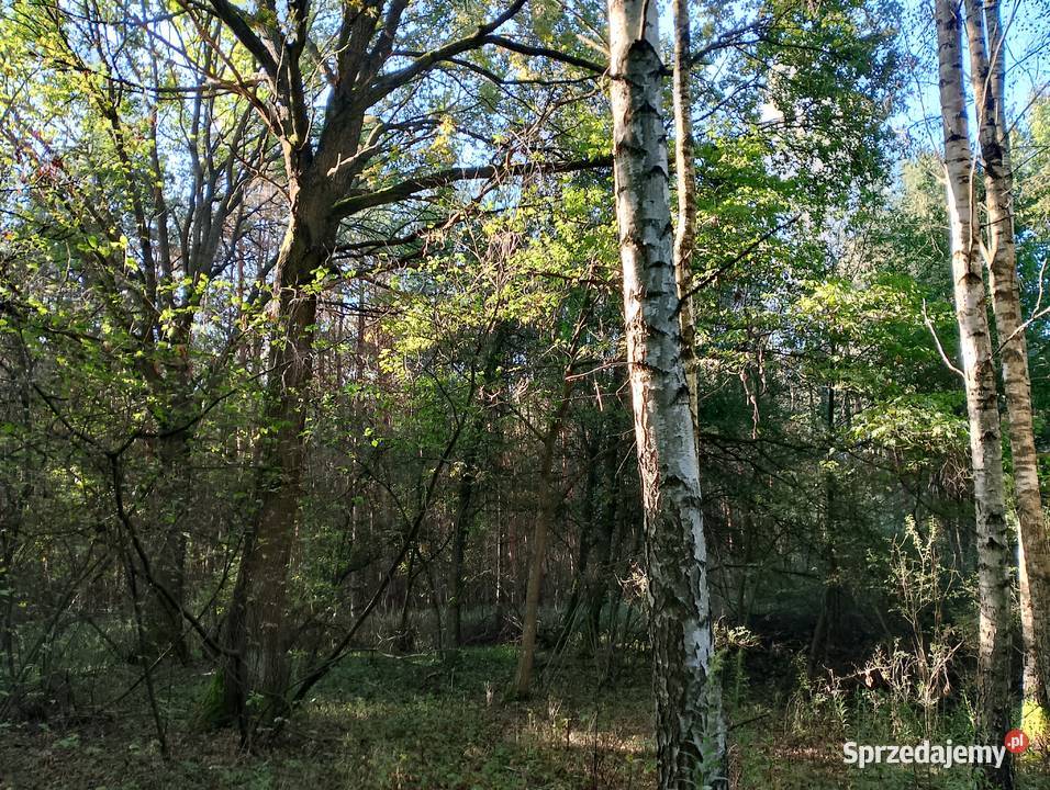 Sprzedam pole orne zalesione Radomyśl nad Sanem
