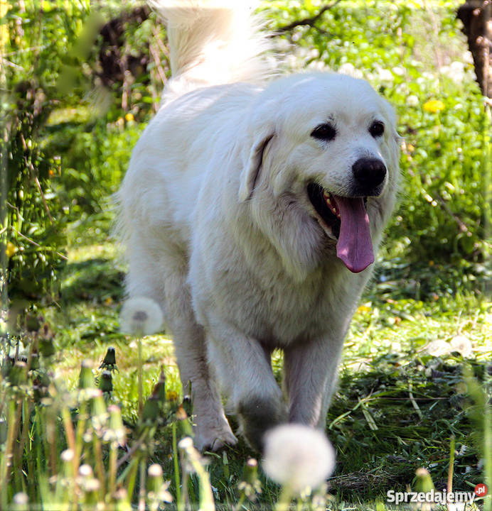Owczarek podhalański szczenięta rodowód FCI warmińsko-mazurskie Bark
