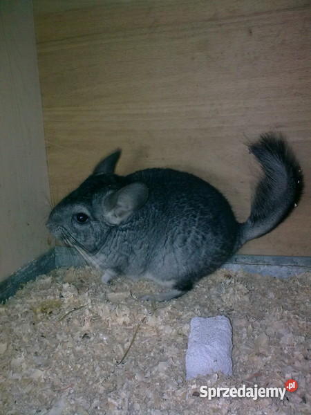 Szynszyle standard aksamitne i warmińsko-mazurskie Iława