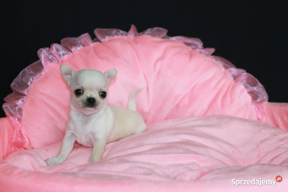 Chihuahua mini kremowy chłopiec ZKwP FCI Świnoujście