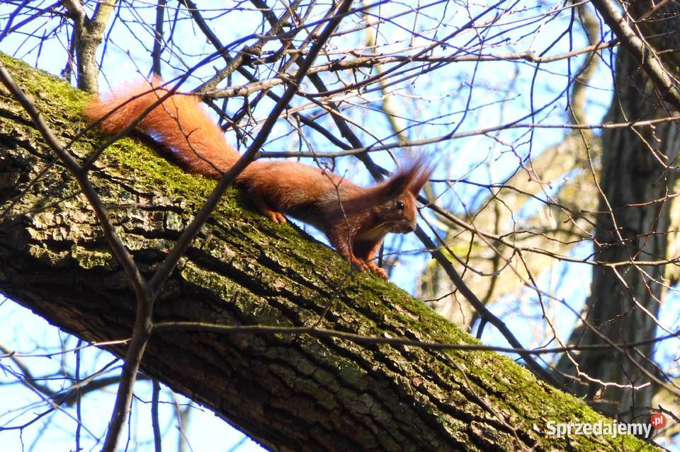 Nikon Coolpix A1000 16 Mpix 35x zoom opt 4K RAW