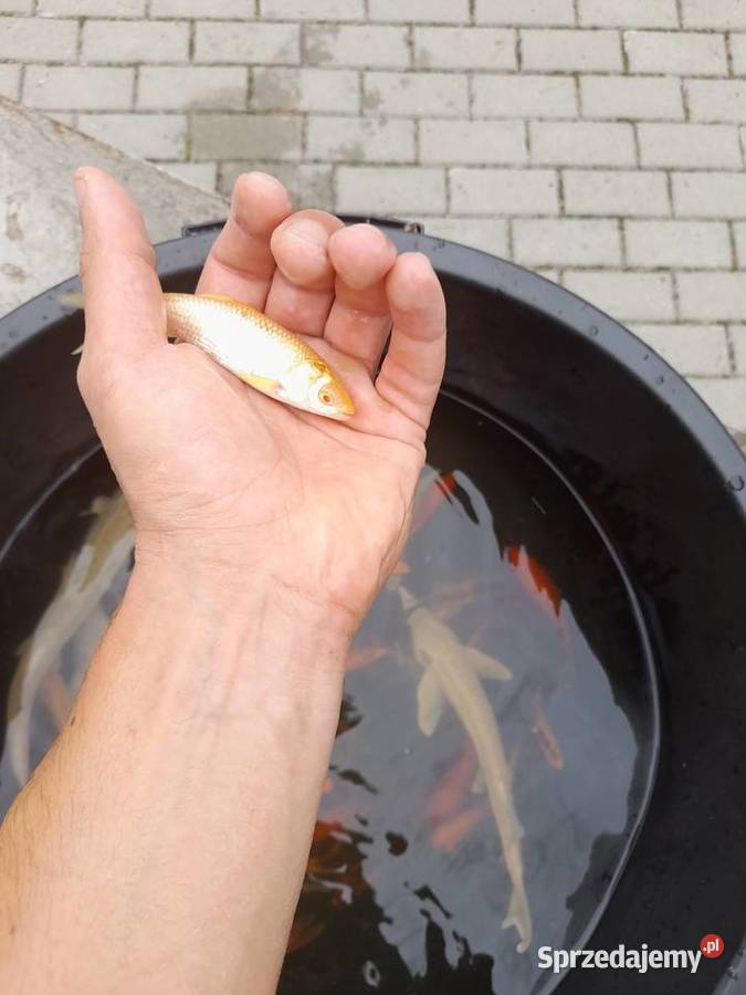 Ryby dostawu Jesiotry albinos siewruga