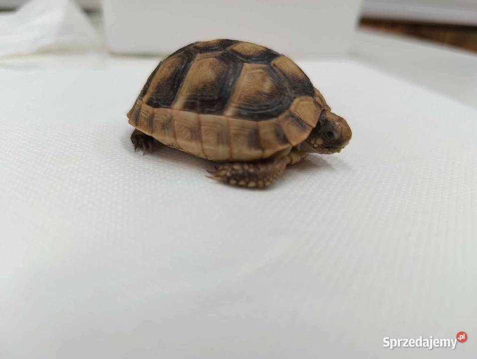 Żółw Obrzeżony testudo marginata Jawor