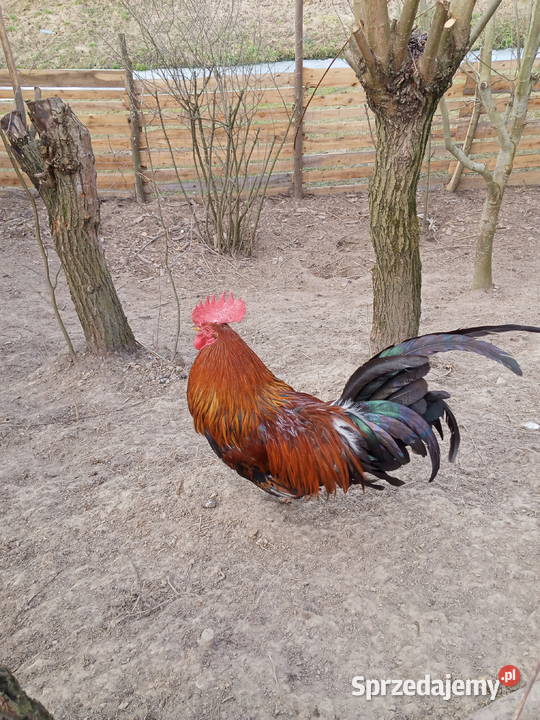 Kogut rasy Feniks miniaturowy i kogut Glinik Charzewski