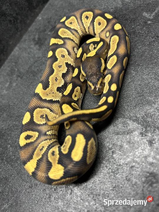 Dorosłe gotowe na sezon i młode węże zbożowe sprzedam