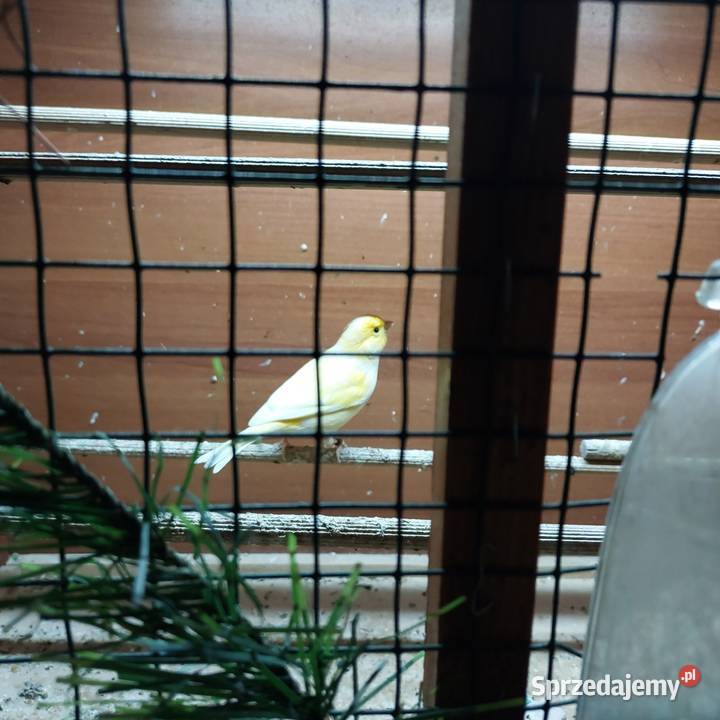 Kanarki sprzedam Rabka-Zdrój