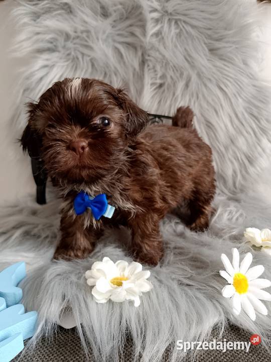 Do Odbioru czekoladowy piesek rasy ShihTzu Kluczbork sprzedam