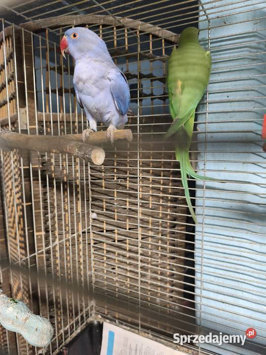 Aleksandretty Obrożne Poznań