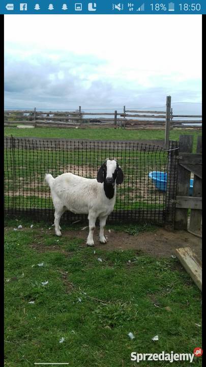 Kozy burskie stado Sierakowice