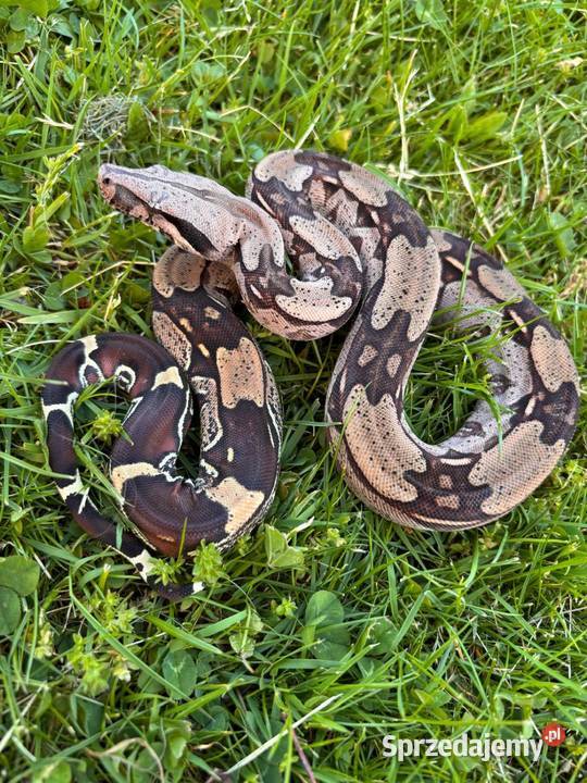 Boa constrictor Gujana Gady i płazy