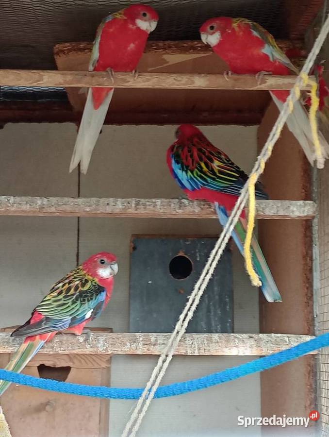 Papugi rozele Ptaki Wieleń