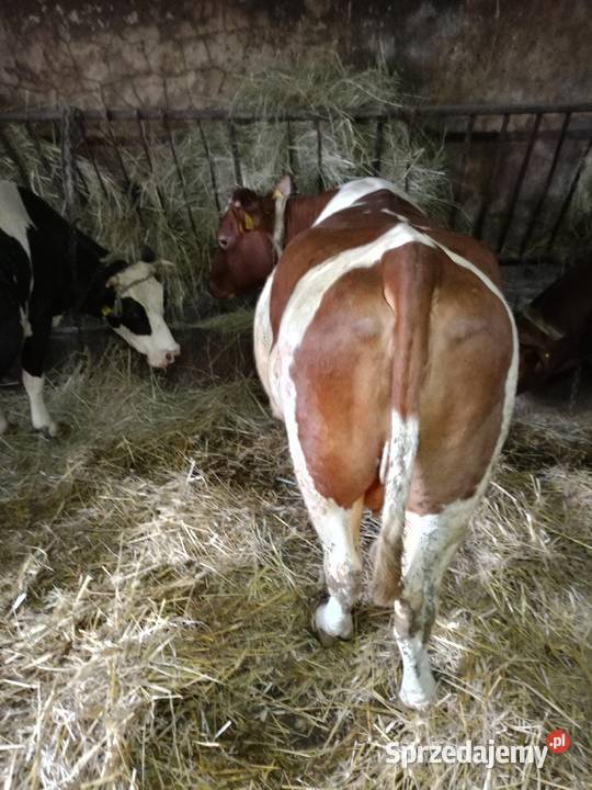 Sprzedam krowy Bydło mleczne Jędrzejów